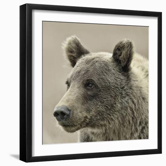 Bear Focus - Hush-Wink Gaines-Framed Giclee Print