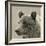 Bear Focus - Hush-Wink Gaines-Framed Giclee Print