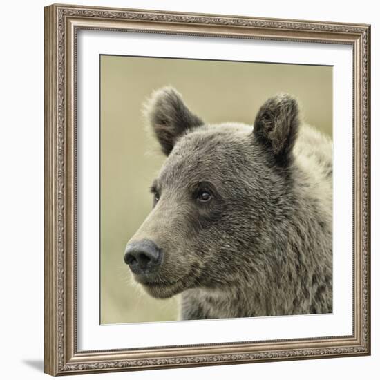 Bear Focus-Wink Gaines-Framed Giclee Print