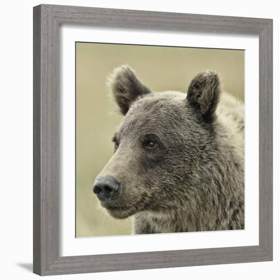 Bear Focus-Wink Gaines-Framed Giclee Print