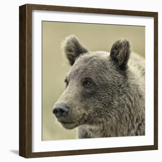 Bear Focus-Wink Gaines-Framed Giclee Print