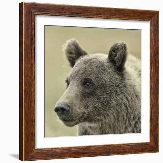 Bear Focus-Wink Gaines-Framed Giclee Print