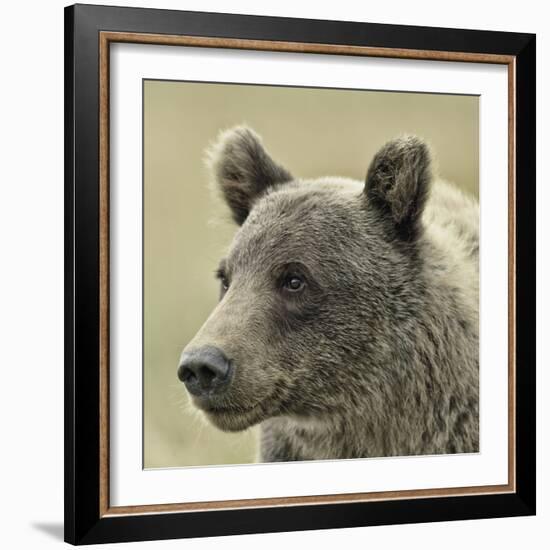 Bear Focus-Wink Gaines-Framed Giclee Print