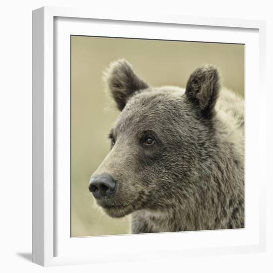 Bear Focus-Wink Gaines-Framed Giclee Print