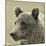 Bear Focus-Wink Gaines-Mounted Giclee Print