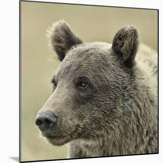 Bear Focus-Wink Gaines-Mounted Giclee Print