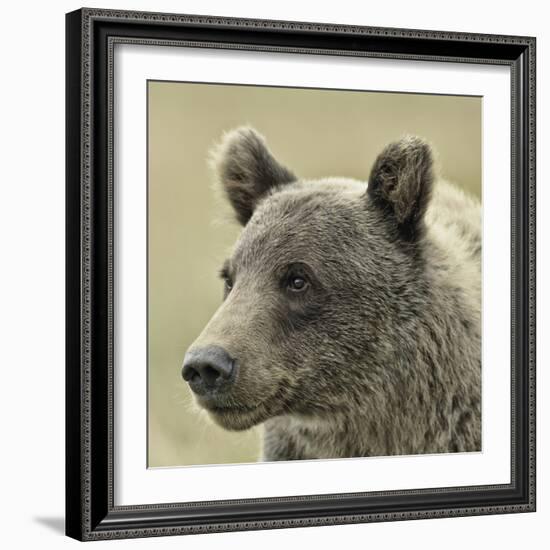 Bear Focus-Wink Gaines-Framed Giclee Print