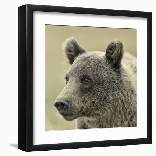 Bear Focus-Wink Gaines-Framed Giclee Print