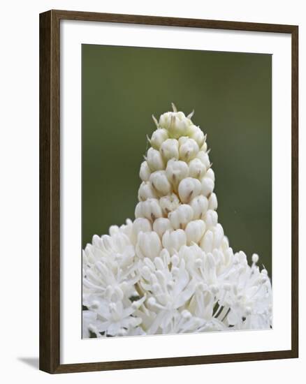 Bear Grass (Indian Basket Grass) (Xerophyllum Tenax), Glacier National Park, Montana-James Hager-Framed Photographic Print