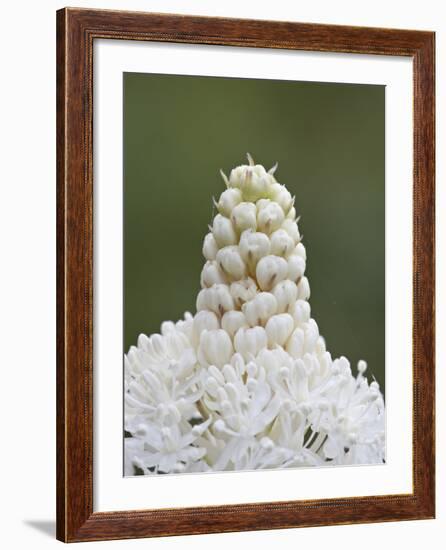 Bear Grass (Indian Basket Grass) (Xerophyllum Tenax), Glacier National Park, Montana-James Hager-Framed Photographic Print