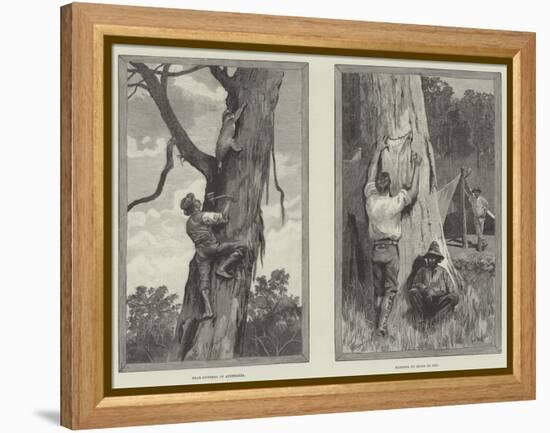 Bear Hunting in Australia-null-Framed Premier Image Canvas