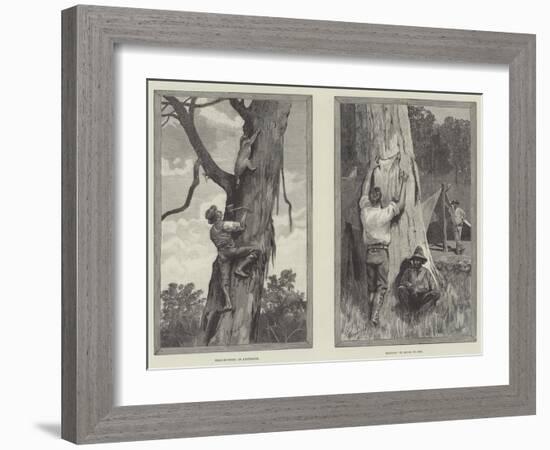 Bear Hunting in Australia-null-Framed Giclee Print