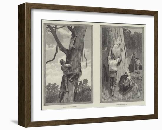 Bear Hunting in Australia-null-Framed Giclee Print