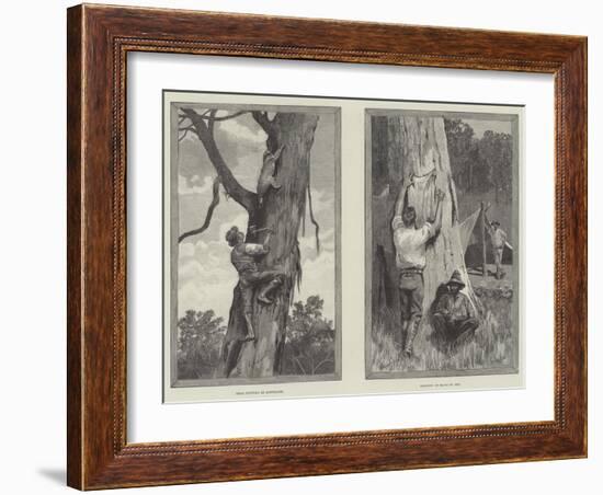 Bear Hunting in Australia-null-Framed Giclee Print