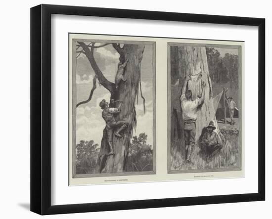 Bear Hunting in Australia-null-Framed Giclee Print