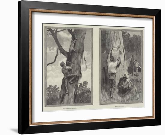 Bear Hunting in Australia-null-Framed Giclee Print