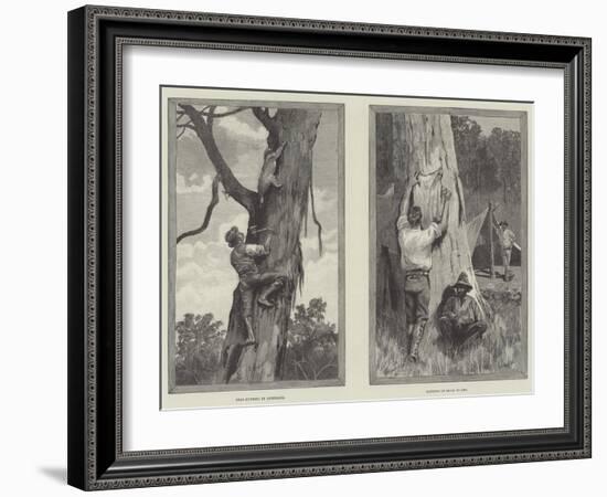 Bear Hunting in Australia-null-Framed Giclee Print