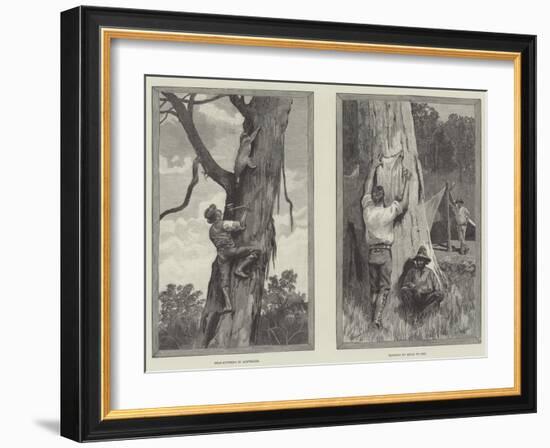 Bear Hunting in Australia-null-Framed Giclee Print