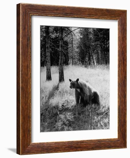 Bear in Woods in Yellowstone National Park-Alfred Eisenstaedt-Framed Photographic Print