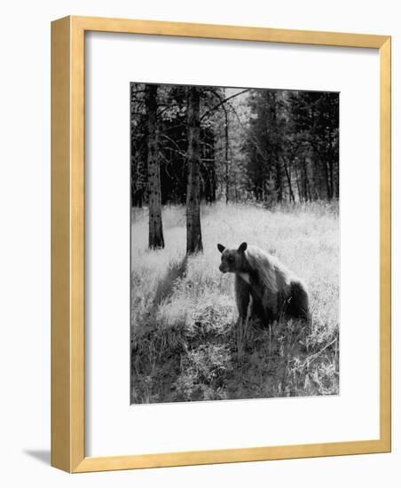 Bear in Woods in Yellowstone National Park-Alfred Eisenstaedt-Framed Photographic Print