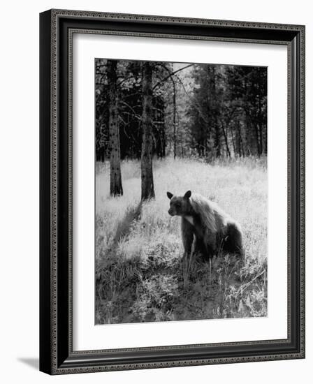 Bear in Woods in Yellowstone National Park-Alfred Eisenstaedt-Framed Photographic Print