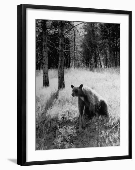 Bear in Woods in Yellowstone National Park-Alfred Eisenstaedt-Framed Photographic Print