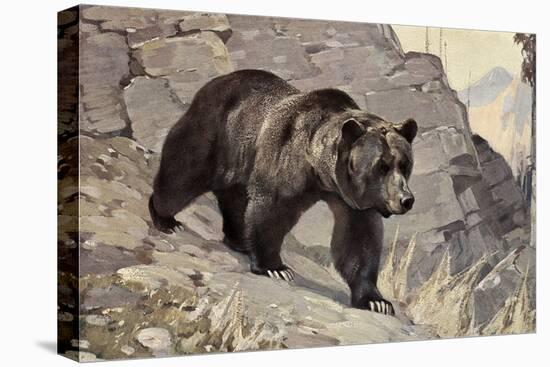 Stretched Canvas Print, , large