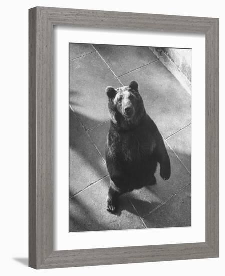 Bear Pit at Berne-Yale Joel-Framed Photographic Print