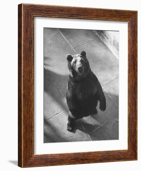 Bear Pit at Berne-Yale Joel-Framed Photographic Print