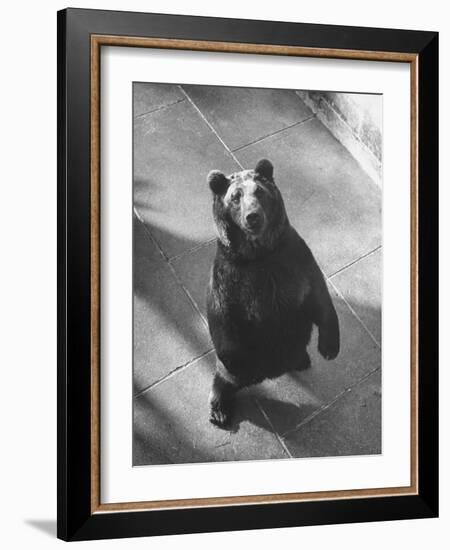 Bear Pit at Berne-Yale Joel-Framed Photographic Print