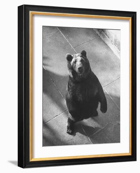 Bear Pit at Berne-Yale Joel-Framed Photographic Print