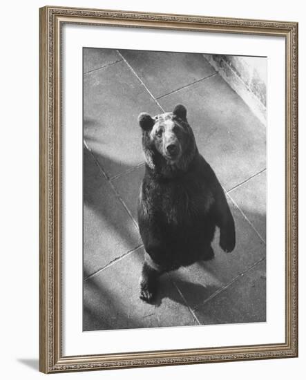 Bear Pit at Berne-Yale Joel-Framed Photographic Print