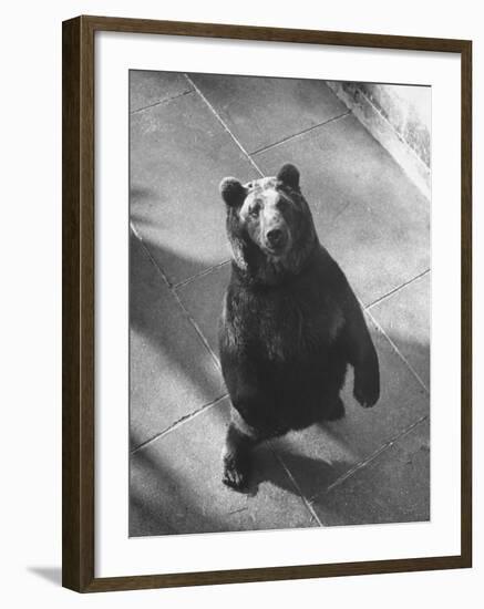 Bear Pit at Berne-Yale Joel-Framed Photographic Print