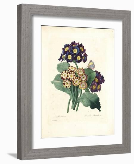 Bear's Ear-Pierre-Joseph Redouté-Framed Giclee Print