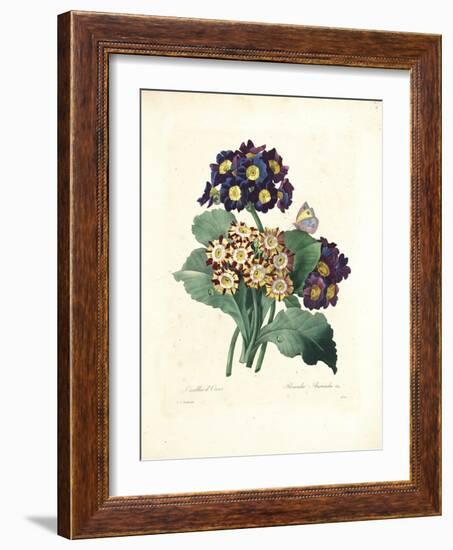 Bear's Ear-Pierre-Joseph Redouté-Framed Giclee Print