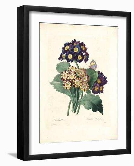 Bear's Ear-Pierre-Joseph Redouté-Framed Giclee Print