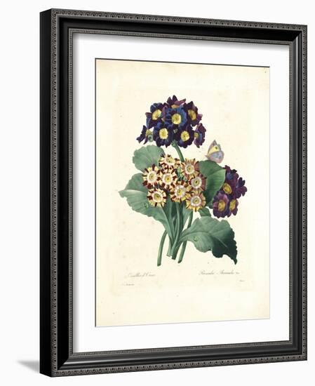 Bear's Ear-Pierre-Joseph Redouté-Framed Giclee Print