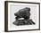 Bear's Head, C.1900-John Macallan Swan-Framed Giclee Print