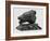 Bear's Head, C.1900-John Macallan Swan-Framed Giclee Print