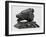 Bear's Head, C.1900-John Macallan Swan-Framed Giclee Print