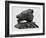 Bear's Head, C.1900-John Macallan Swan-Framed Giclee Print