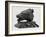 Bear's Head, C.1900-John Macallan Swan-Framed Giclee Print