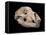 Bear Skull, Sima De Los Huesos-Javier Trueba-Framed Premier Image Canvas