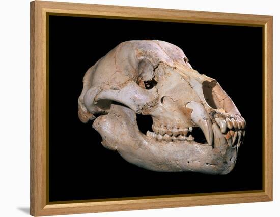 Bear Skull, Sima De Los Huesos-Javier Trueba-Framed Premier Image Canvas