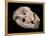 Bear Skull, Sima De Los Huesos-Javier Trueba-Framed Premier Image Canvas