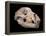 Bear Skull, Sima De Los Huesos-Javier Trueba-Framed Premier Image Canvas
