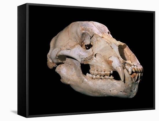 Bear Skull, Sima De Los Huesos-Javier Trueba-Framed Premier Image Canvas