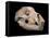 Bear Skull, Sima De Los Huesos-Javier Trueba-Framed Premier Image Canvas