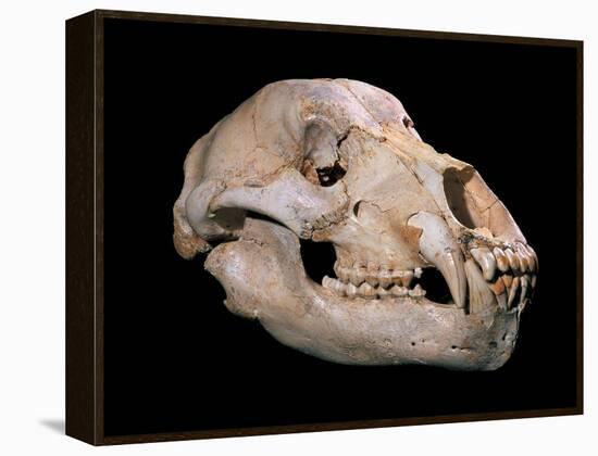 Bear Skull, Sima De Los Huesos-Javier Trueba-Framed Premier Image Canvas