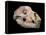 Bear Skull, Sima De Los Huesos-Javier Trueba-Framed Premier Image Canvas